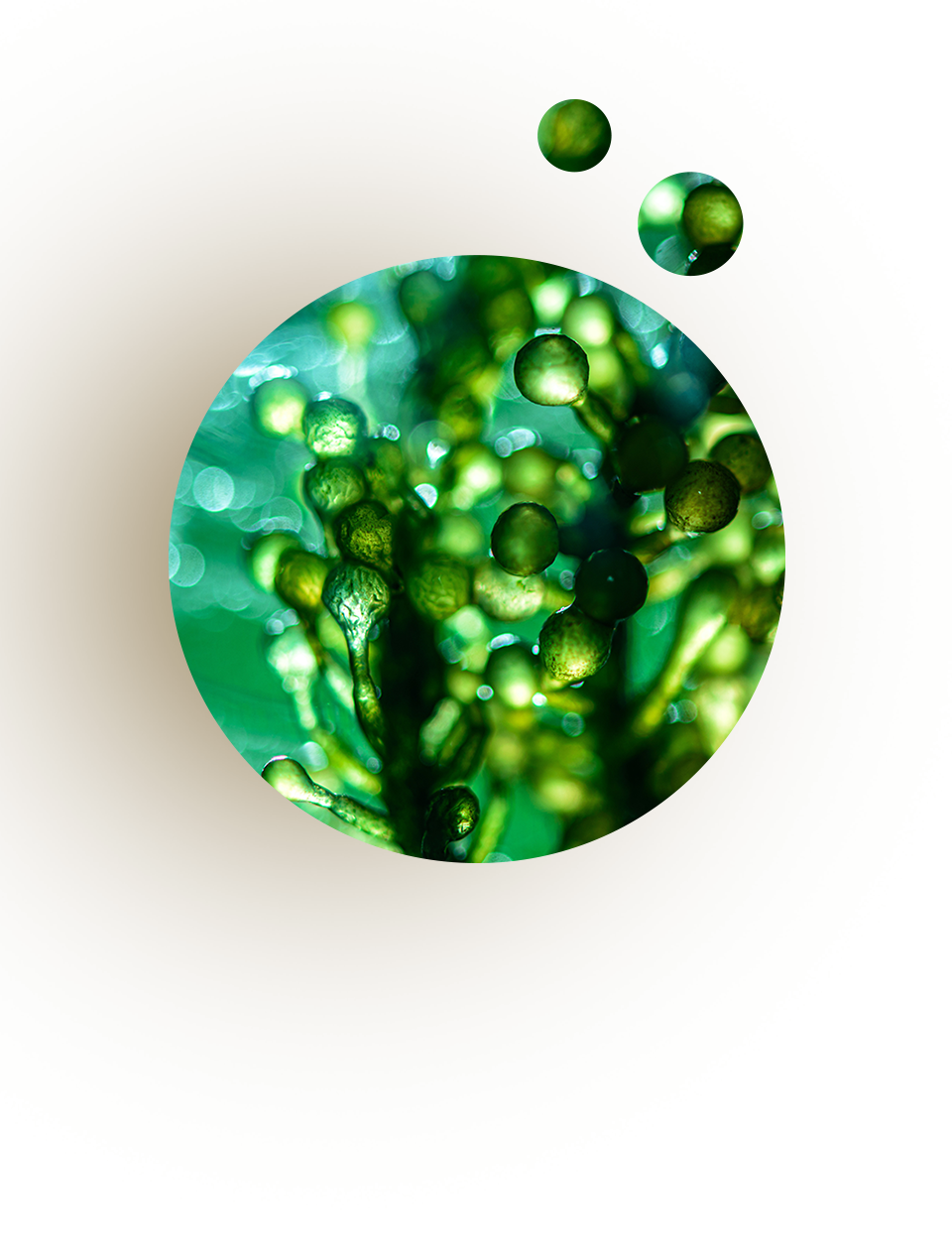 microalgae_m